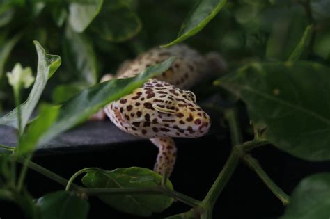  Leopardgecko: En mystisk krypare som både älskar att sola och gömma sig i mörker!