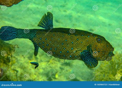  Wrasse! En Fascinerande Fisk Med Gigantiska Simfötter Och Ljuvligt Grå Färg