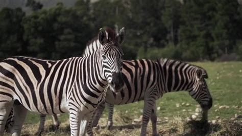  Zebraspindeln – En fascinerande art med ett liv fyllt av silkestrådar och listiga jakttekniker!