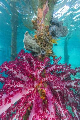 Carnallia! A Colorful Coral That Thrives in Shallow Waters Despite Its Preference for Deep-Sea Silence