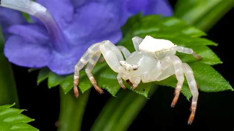  Crab Spiders! En liten mästare på kamouflage och ett hot mot ovetande insekter