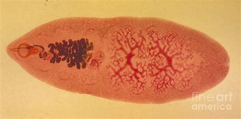  Giant Intestinal Fluke: En Parasit som Lyser med Biologisk Briljans Och Har en Smaka för Djurens Inre