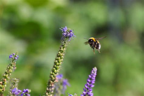  Gullbagge! En fascinerande insekt som både är en flitig pollinator och en skicklig kamouflerare