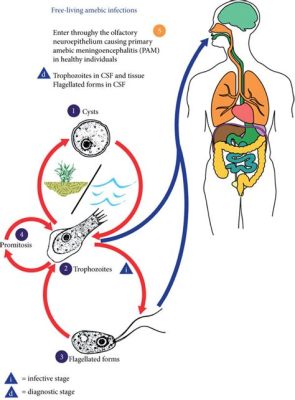 Naegleria! En mikroskopisk predator som simmar med hjälp av flageller och äter bakterier i sötvattnet.