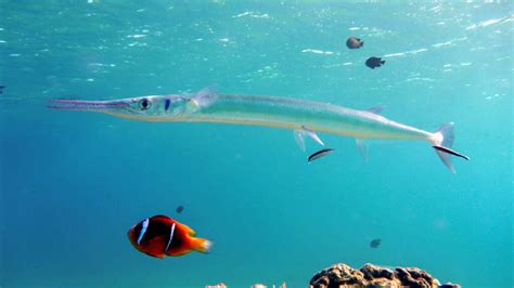  Needlefish - En fisk som blinkar snabbare än en fotografering i dagsljus!