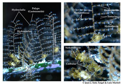  Nodularia: En mystisk Hydrozoan som kan göra dig till en levande popsicle!