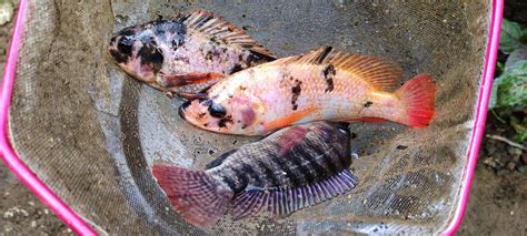  Oreochromis niloticus: Den otroligt smarta fisken som älskar att gömma sig i växtligheten!