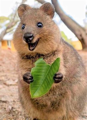  Quokka – En mystisk pungdjur som även kallas världens gladaste djur!