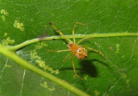  Tangleweb Spider: En Spindlande Saga om En Mycket Snygg Och Farlig Levande Fangdänga!