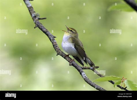  Uganda Warbler: En Sjungande Fjäderfäst med en Utpräglad Territorialitet!