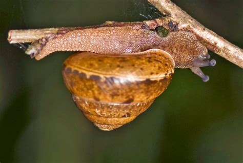  Upside-Down Snail: Den Fascinerande Molusken som Defierar All Tyngdlag!