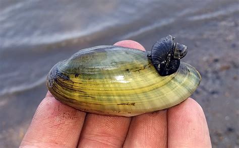  Yellow Mussel: En Fascinerande Blötdjur som Lever i en Djupare Värld av Sand och Skaldjur!