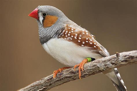  Zebrafinch! En liten fågel som förvånar med sin musikaliska talang och exotiska utseende